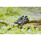 Cotswold Furze Polyurethane Men's Khaki Sandals