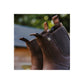 Cotswold Aston Leather Boy's Brown Flat Chelsea Boots